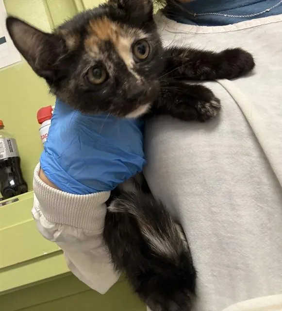 A baby small-sized female Domestic Short Hair cat named Eliza for adoption in Pueblo, CO