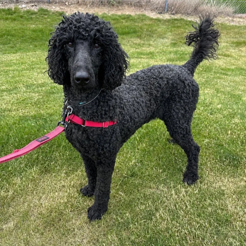 An adult medium-sized female Standard Poodle dog named Baylea Home Visit In for adoption in Hartland, WI