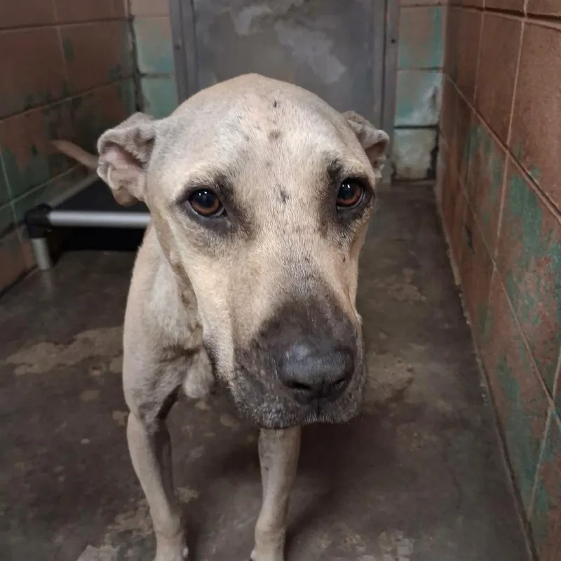 An adult medium-sized female Pit Bull Terrier dog named Beatrice for adoption in Gautier, MS