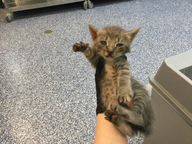 A baby small-sized male Domestic Short Hair cat named Binky for adoption in Thousand Palms, CA