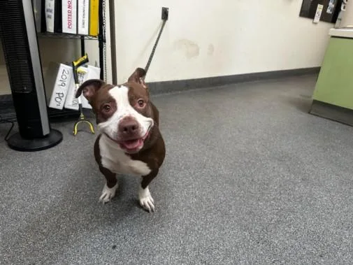 An adult medium-sized male Pit Bull Terrier dog named Kevin Hart for adoption in Los Angeles, CA