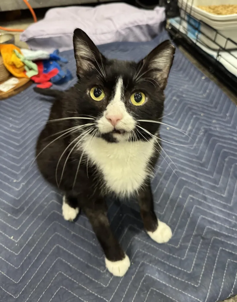 An adult medium-sized male Black Domestic Short Hair cat named Fancy Pants for adoption in Chandler, AZ