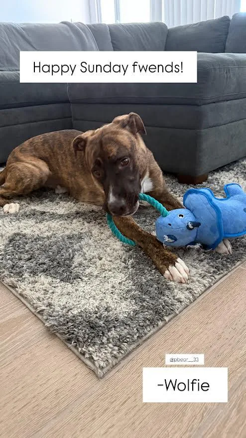 A young medium-sized male Brindle Plott Hound dog named Wolfie for adoption in Chandler, AZ