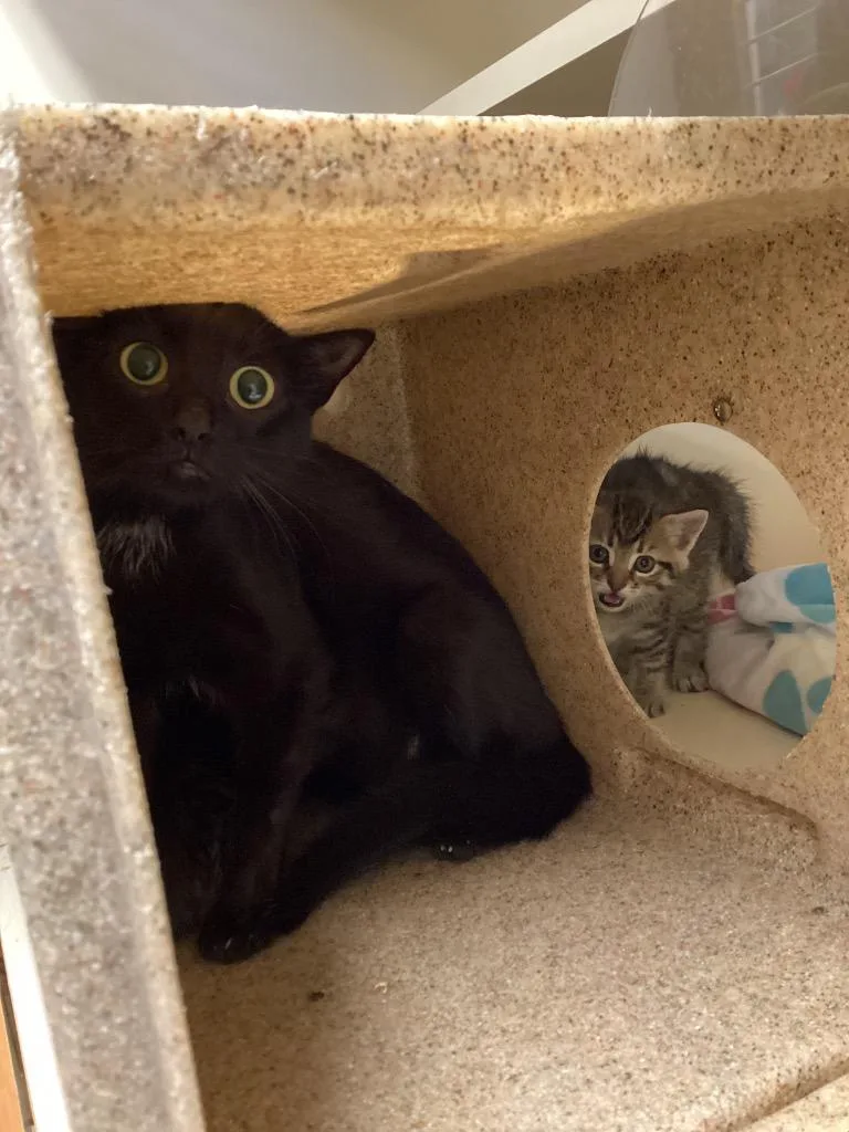 Working Cat: Mabel