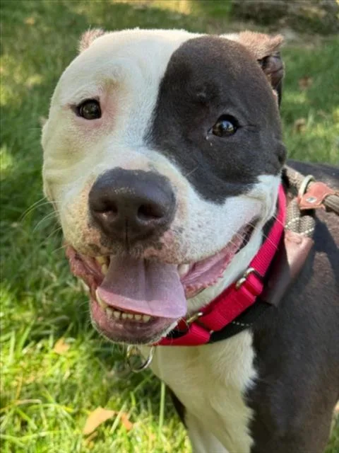 A young large-sized male Pit Bull Terrier dog named Tyson for adoption in Woodland, CA