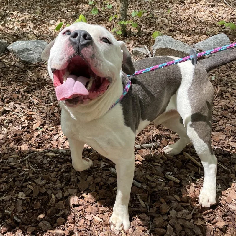 A young medium-sized male White / Cream Mixed Breed dog named Zorn for adoption in Yanceyville, NC