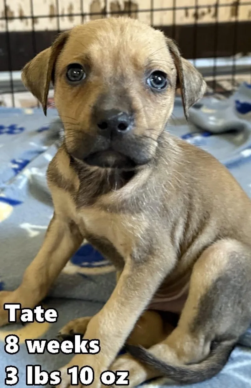 A baby medium-sized male Yellow / Tan / Blond / Fawn Labrador Retriever dog named Tatteo for adoption in Wonder Lake, IL