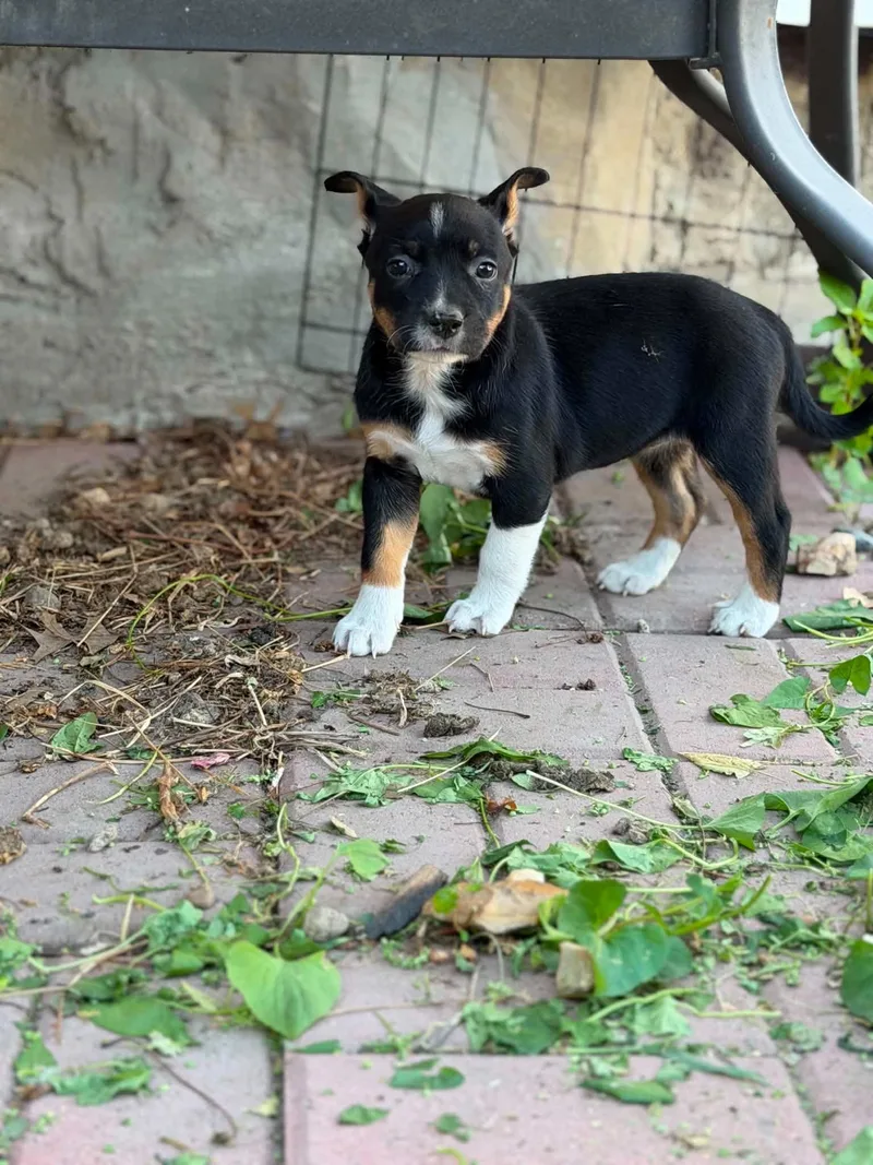 A baby medium-sized female Bicolor Australian Cattle Dog / Blue Heeler dog named Ella for adoption in Dysart, IA