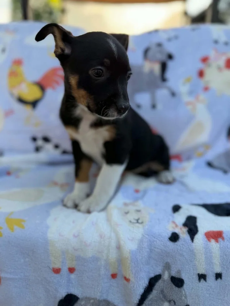 Ella thumbnail 2