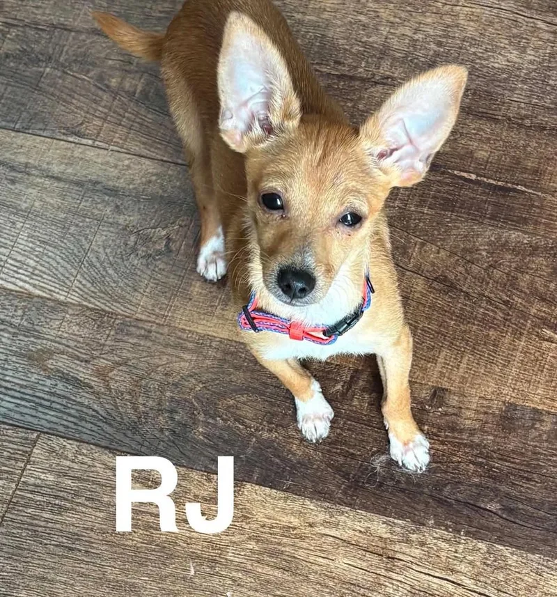 Rj thumbnail 3