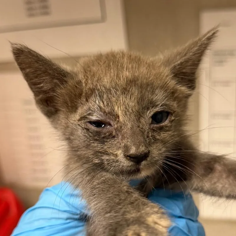 A baby small-sized female Gray / Blue / Silver Domestic Short Hair cat named Millie for adoption in Yuma, AZ
