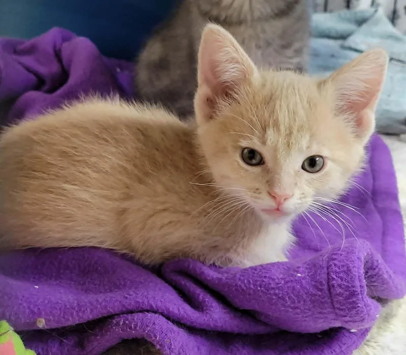 A baby medium-sized male Domestic Short Hair cat named Magilla Gorilla for adoption in Portage, WI