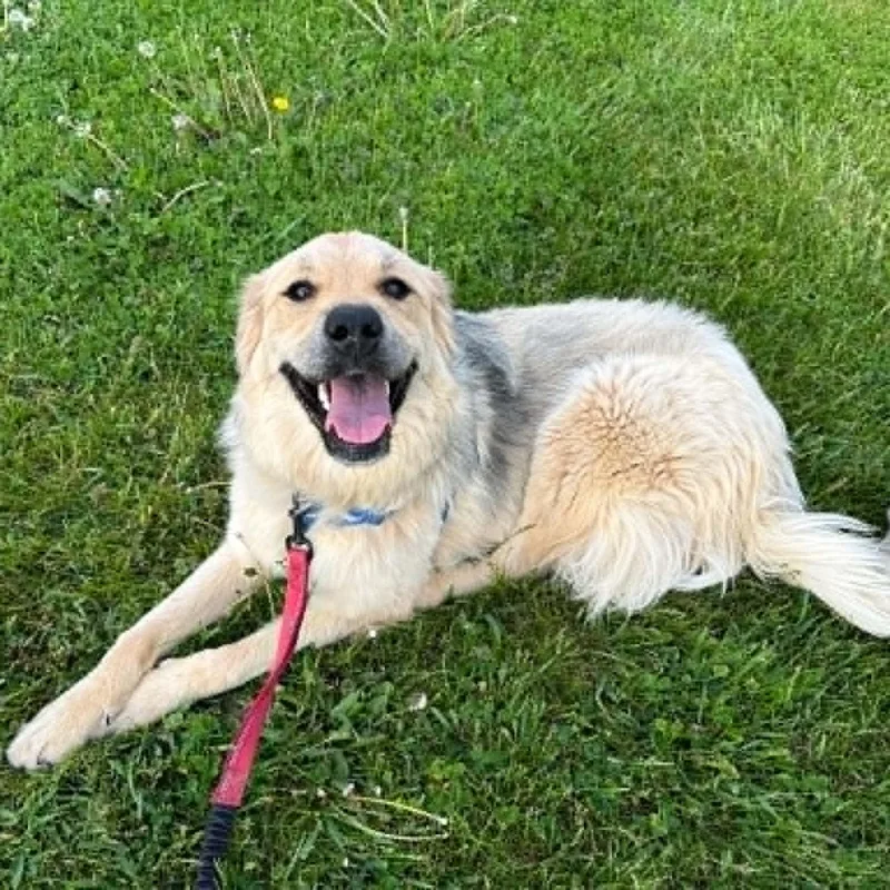 A young large-sized female Great Pyrenees dog named Mia for adoption in Hartland, WI