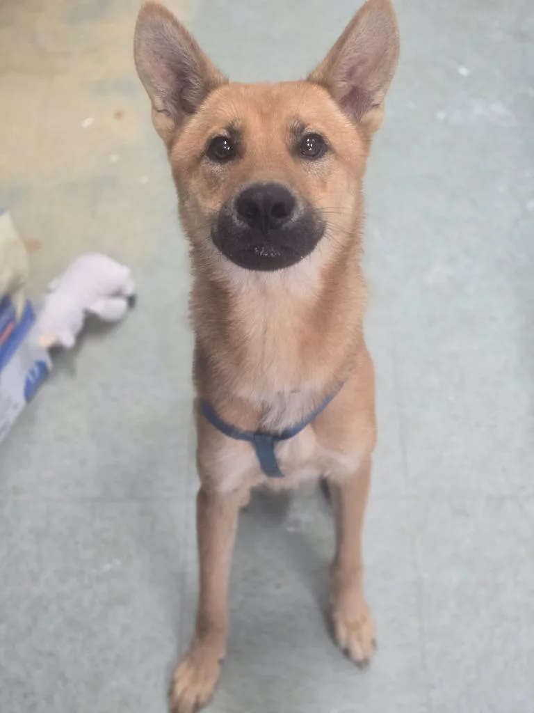 An adult medium-sized male Carolina Dog dog named Carl for adoption in Danielsville, GA