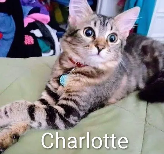 An adult small-sized female Domestic Medium Hair cat named Charlotte Rancho Cucamonga for adoption in Yorba Linda, CA