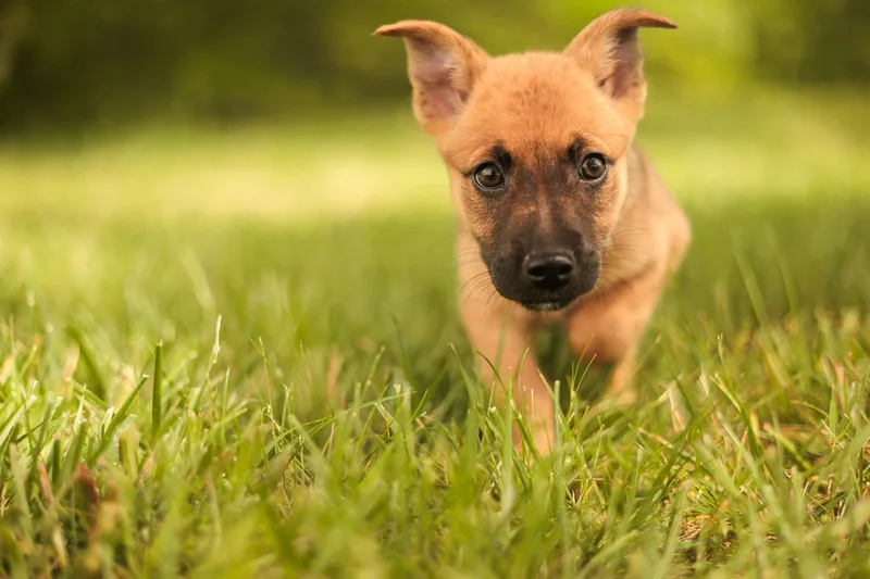 A baby small-sized male Dachshund dog named Gunnertransport for adoption in Gradyville, KY
