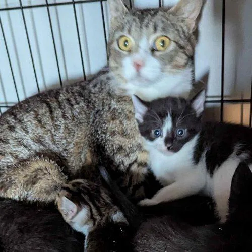 An adult medium-sized female Tabby (Tiger Striped) Domestic Short Hair cat named Mama Sweets for adoption in Seven Valleys, PA