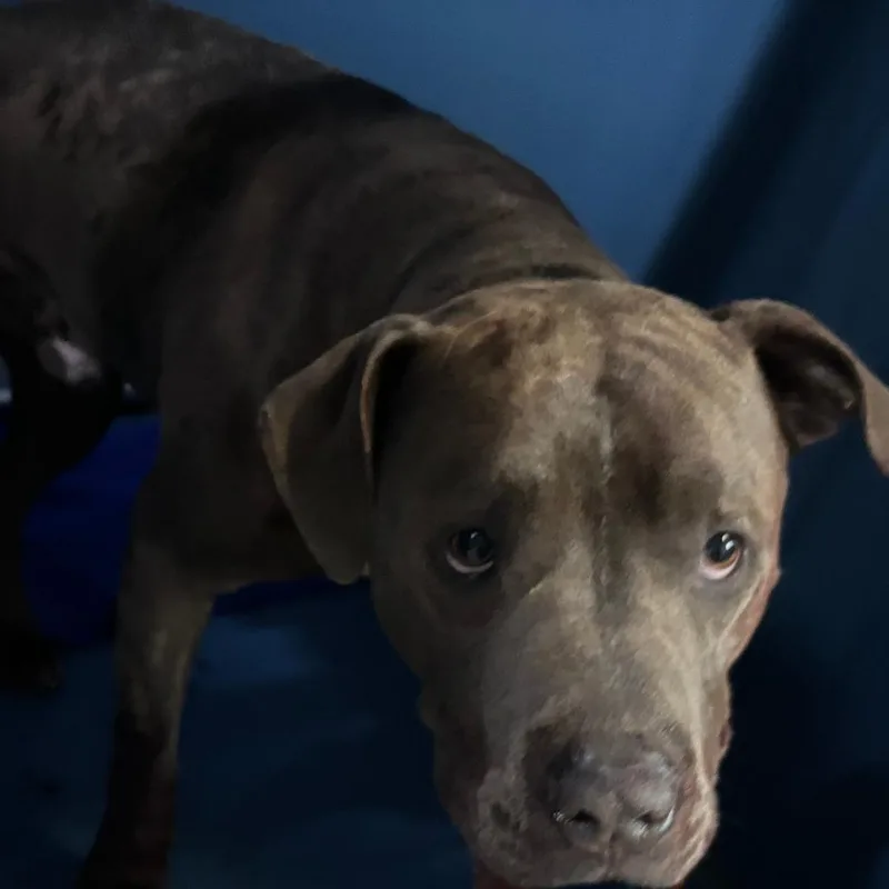 An adult medium-sized male Gray / Blue / Silver Pit Bull Terrier dog named Dunson for adoption in St Joseph, MO