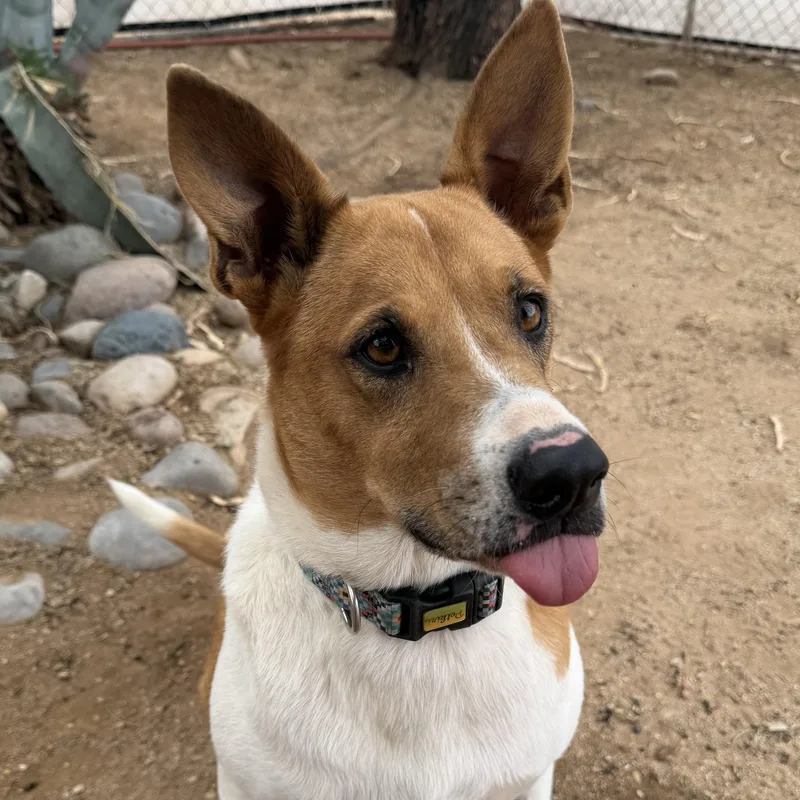 An adult medium-sized female Golden Australian Cattle Dog / Blue Heeler dog named Maizy for adoption in Oro Valley, AZ