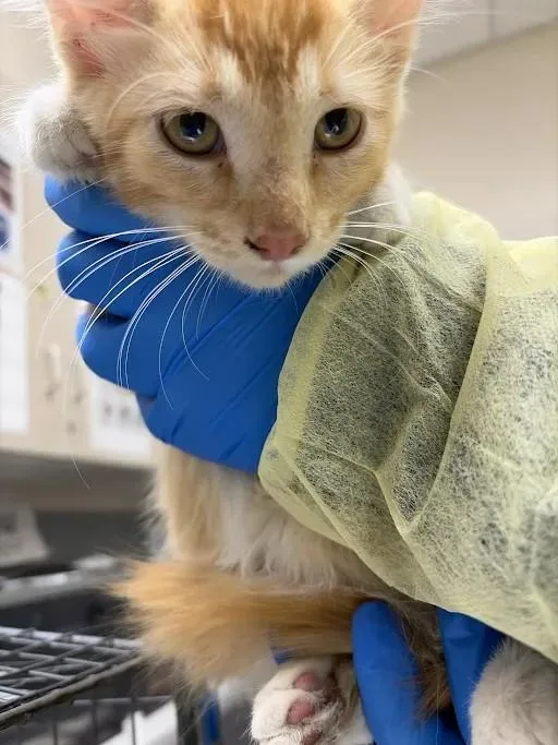 A baby small-sized female Domestic Short Hair cat named Tic for adoption in Las Vegas, NV