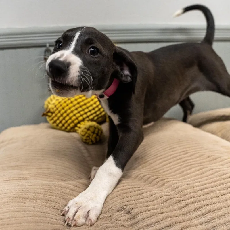 A baby medium-sized female Black Labrador Retriever dog named Stella for adoption in Pawling, NY