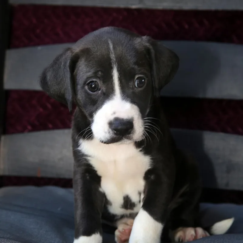 Stella thumbnail 3