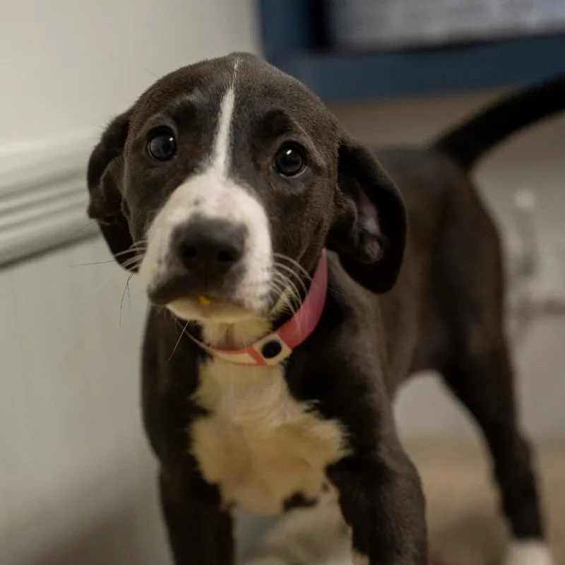 Stella thumbnail 4