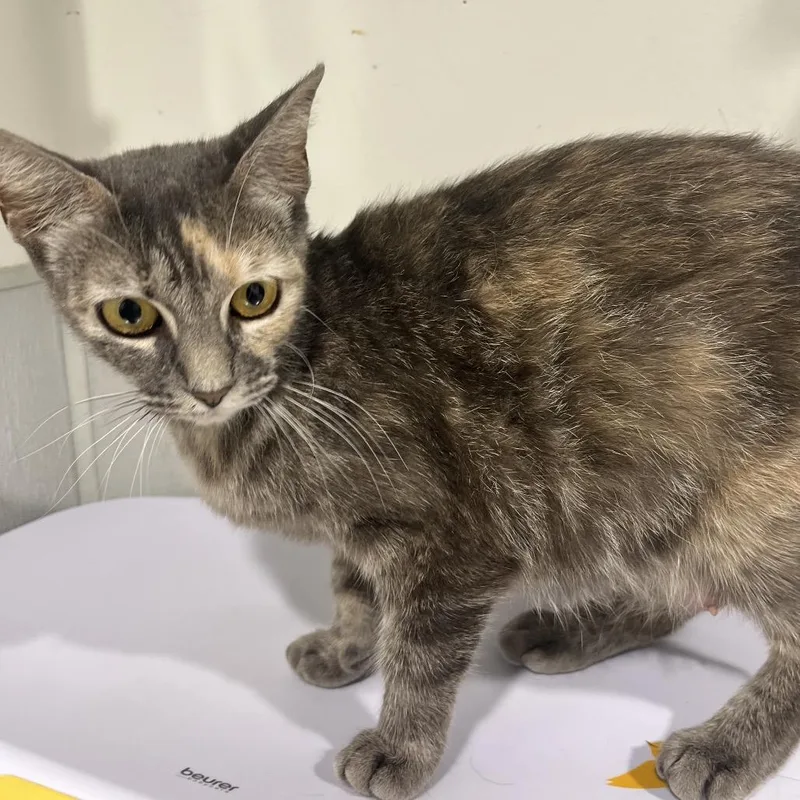 A young medium-sized female Gray / Blue / Silver Domestic Short Hair cat named Viola for adoption in Tampa, FL