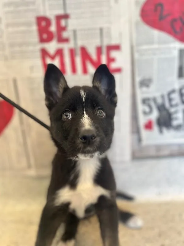 A baby medium-sized female Black Husky dog named Mishka for adoption in Aiken, SC