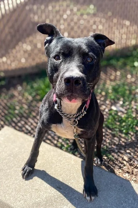 An adult medium-sized male Black Mixed Breed dog named Chuck for adoption in Cincinnati, OH