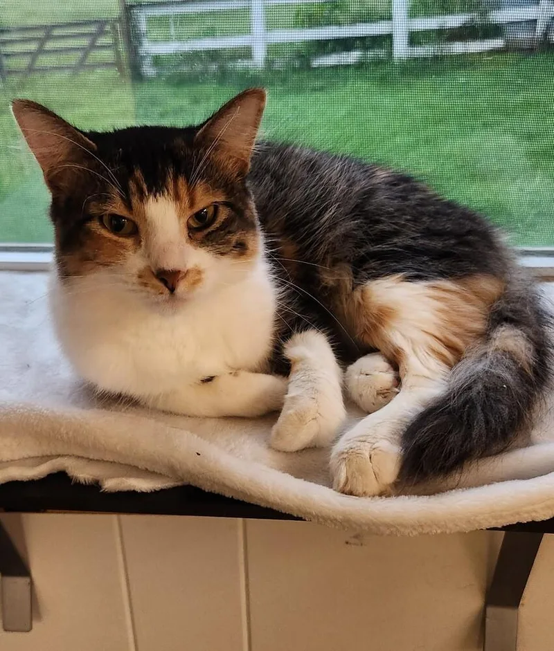 An adult medium-sized female Domestic Short Hair cat named Willow for adoption in Papillion, NE