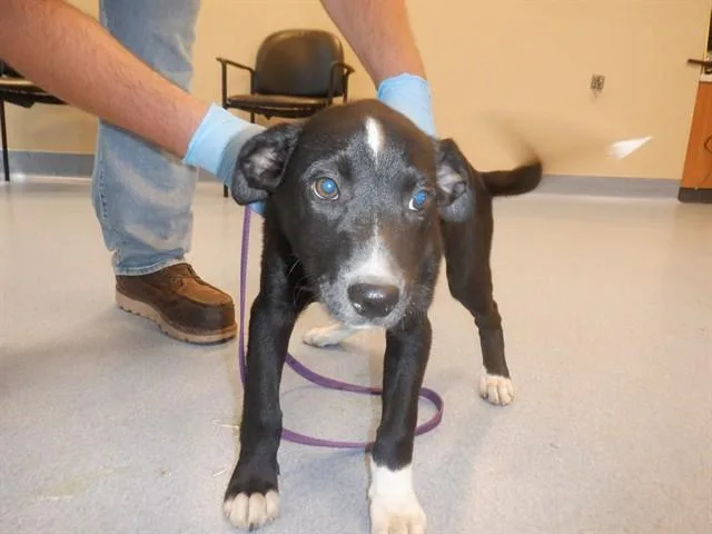 A baby small-sized male Labrador Retriever dog named Peter for adoption in San Jose, CA