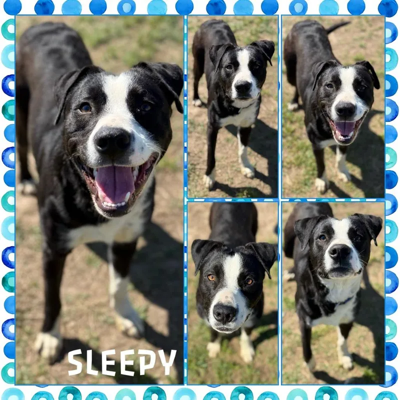 An adult medium-sized male Black Pit Bull Terrier dog named Sleepy for adoption in Fort Smith, AR