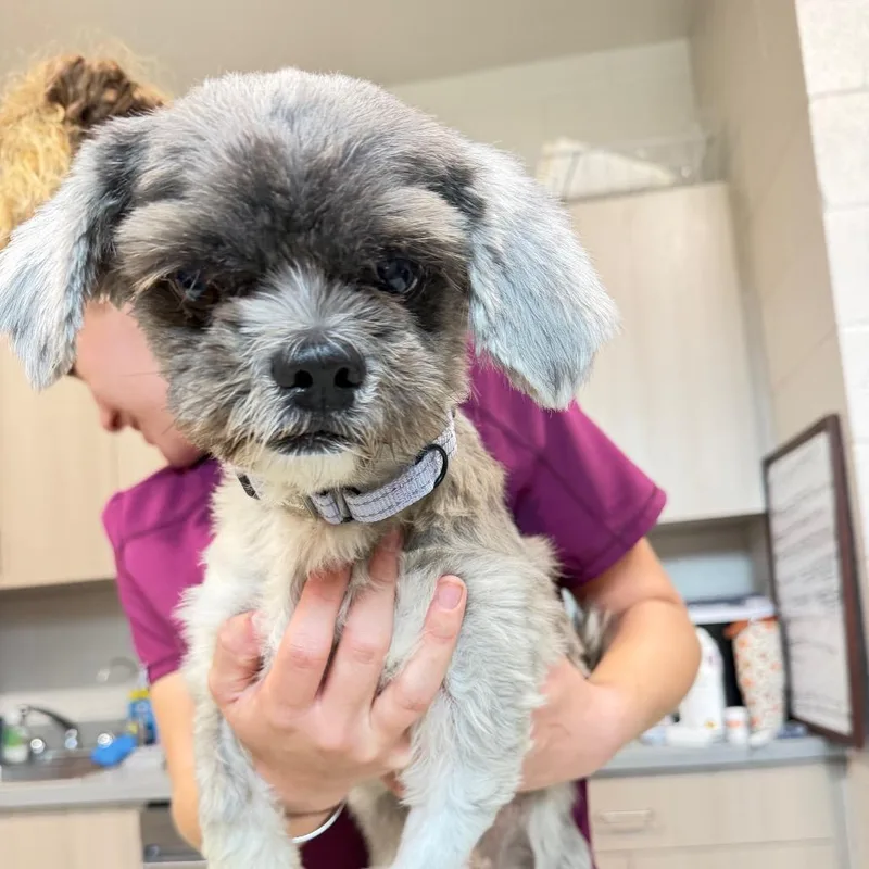 An adult small-sized female Shih Tzu dog named Mia for adoption in Englewood, FL