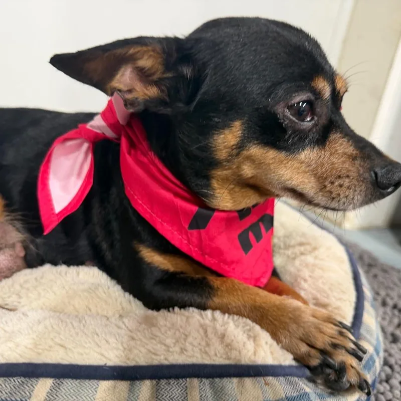 An adult small-sized female Chihuahua dog named Coco for adoption in Aledo, TX