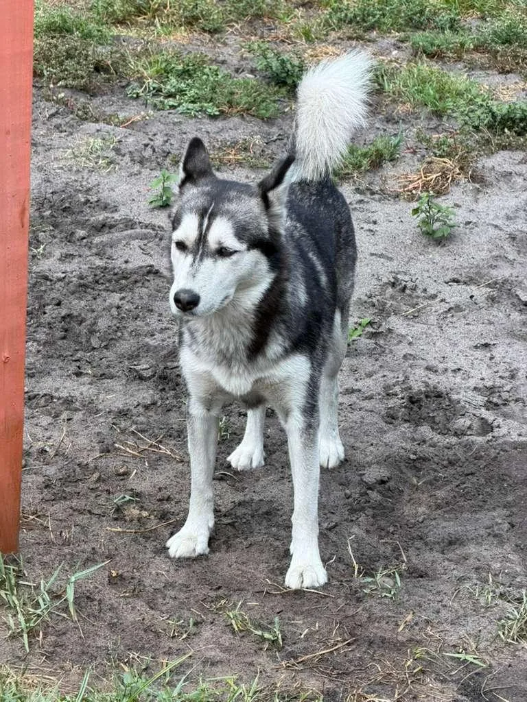 An adult medium-sized female Husky dog named Nicky for adoption in Homestead, FL