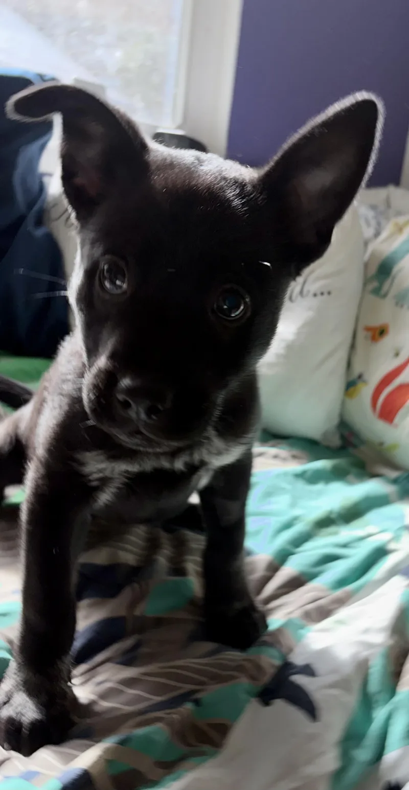 A baby medium-sized female Australian Cattle Dog / Blue Heeler dog named Cherry for adoption in Penryn, CA