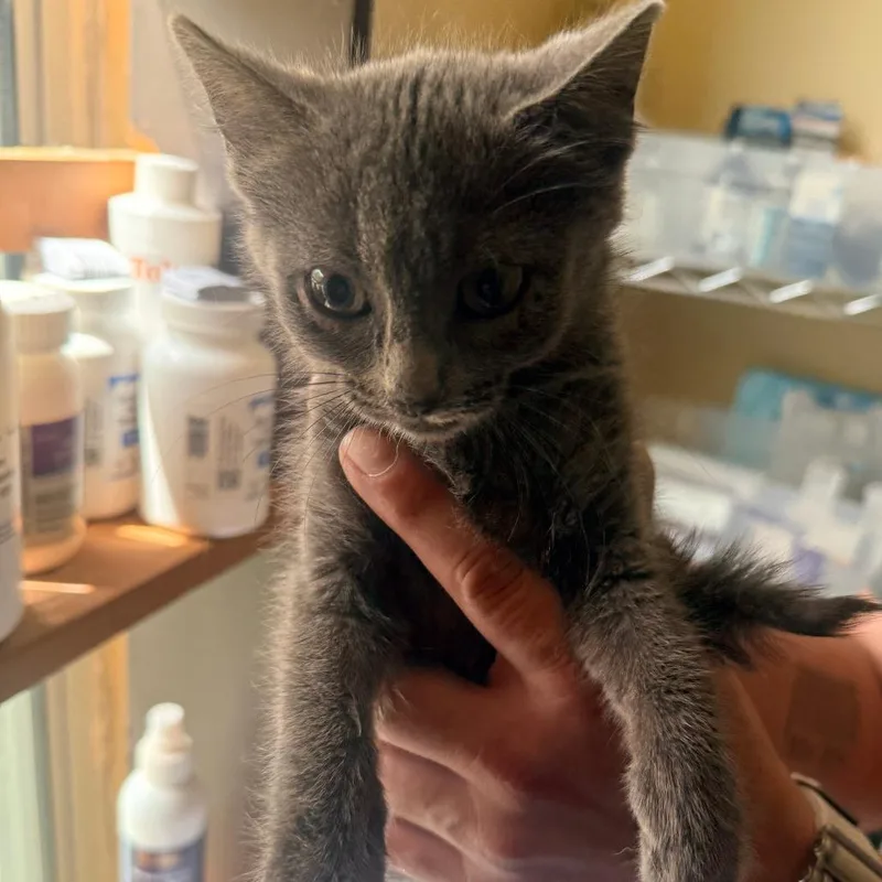 A baby small-sized female Gray / Blue / Silver Domestic Short Hair cat named Bubbles for adoption in Corinth, MS