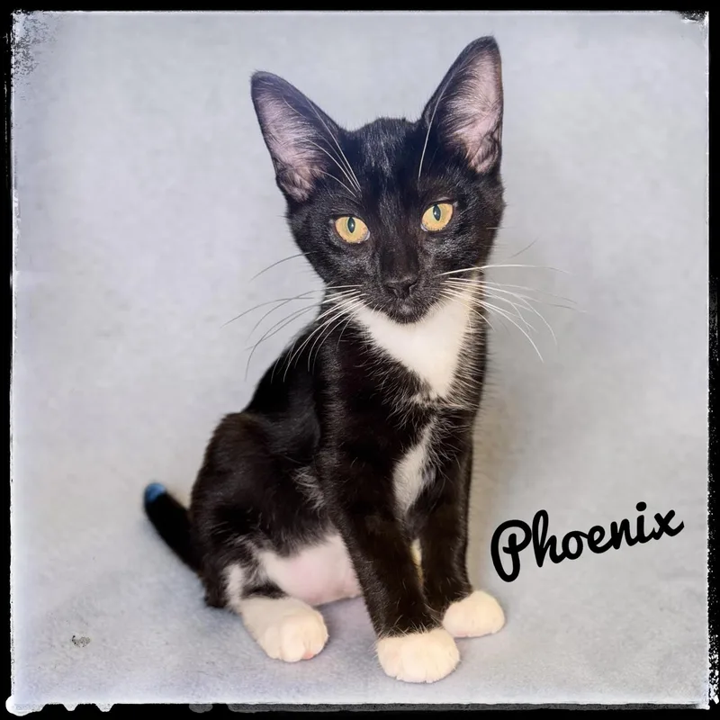 A baby small-sized female Domestic Short Hair cat named Phoenix for adoption in El Cajon, CA