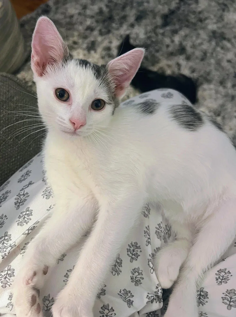 Dobby