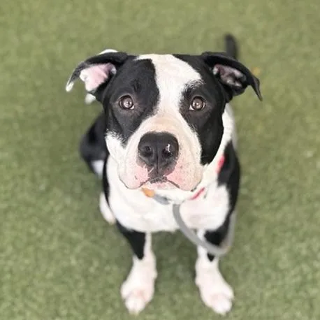 Marley