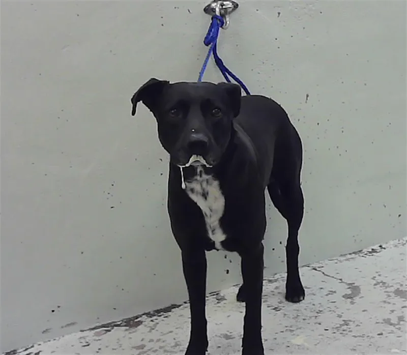 A young large-sized male Labrador Retriever dog named Puppy for adoption in Houston, TX