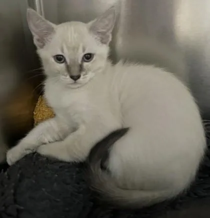 A young small-sized female Siamese cat named Marang for adoption in Phoenix, AZ