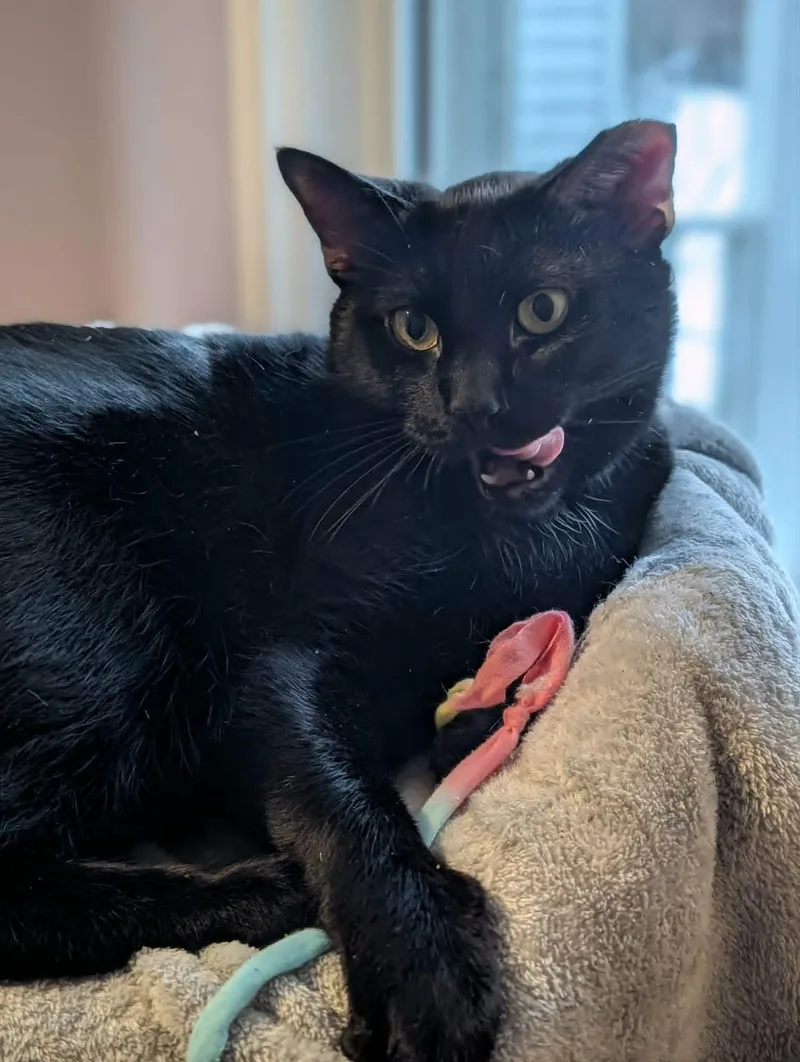 An adult medium-sized male Black Domestic Short Hair cat named Jasper for adoption in Roslindale, MA