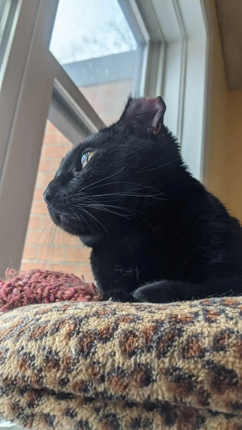 Jasper thumbnail 2