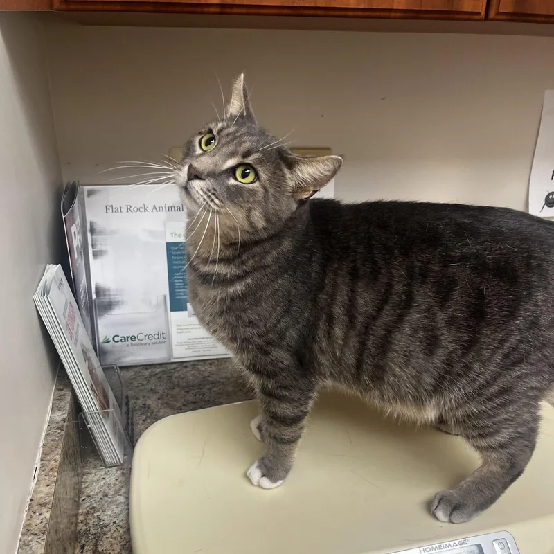 An adult medium-sized male Tabby (Brown / Chocolate) Tabby cat named Cupcake for adoption in Wyandotte, MI