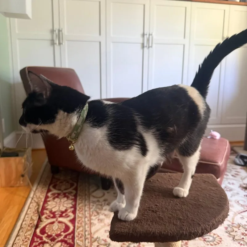 A young medium-sized female Black Domestic Short Hair cat named Fancy for adoption in Fairfax Station, VA