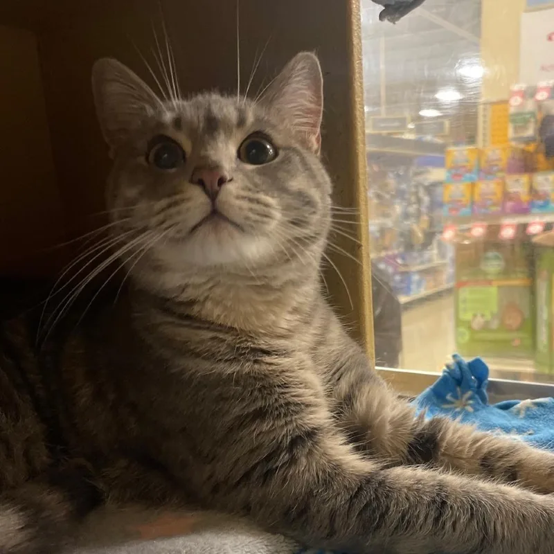 An adult medium-sized male Gray / Blue / Silver Domestic Short Hair cat named Vesper for adoption in Chicago, IL