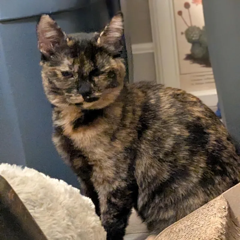 A baby medium-sized female Tortoiseshell Domestic Short Hair cat named Batty for adoption in Keizer, OR