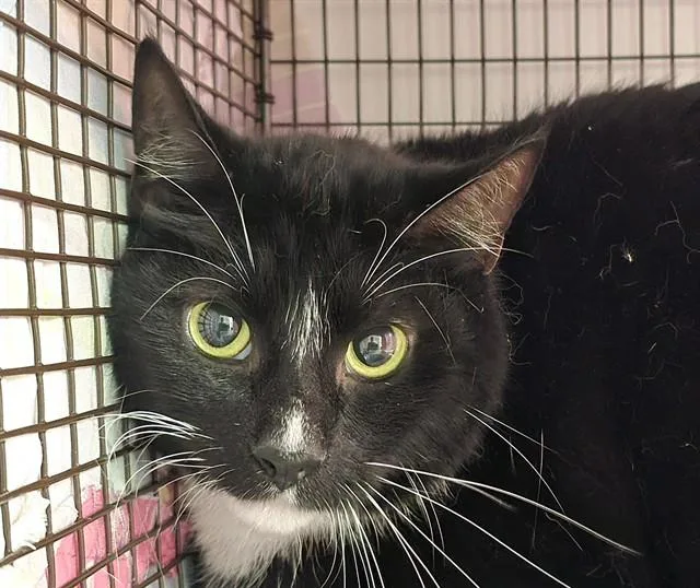An adult large-sized male Domestic Short Hair cat named Dubalin for adoption in Fort Lauderdale, FL
